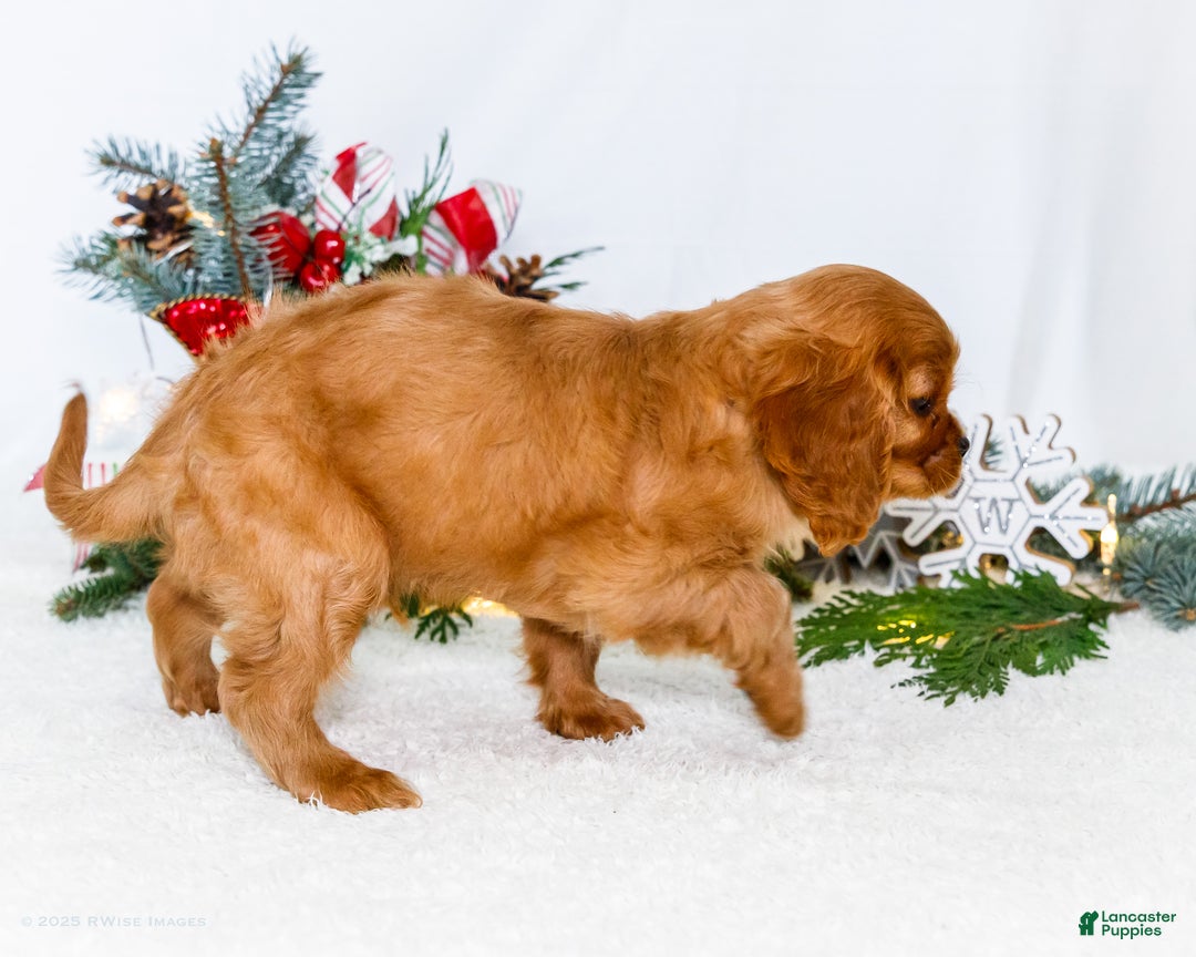 Cavalier King Charles Spaniel dogs for sale: Winter - Ad 7