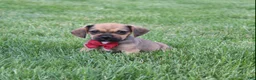 Puggle dogs for sale: Robbie - Ad 4