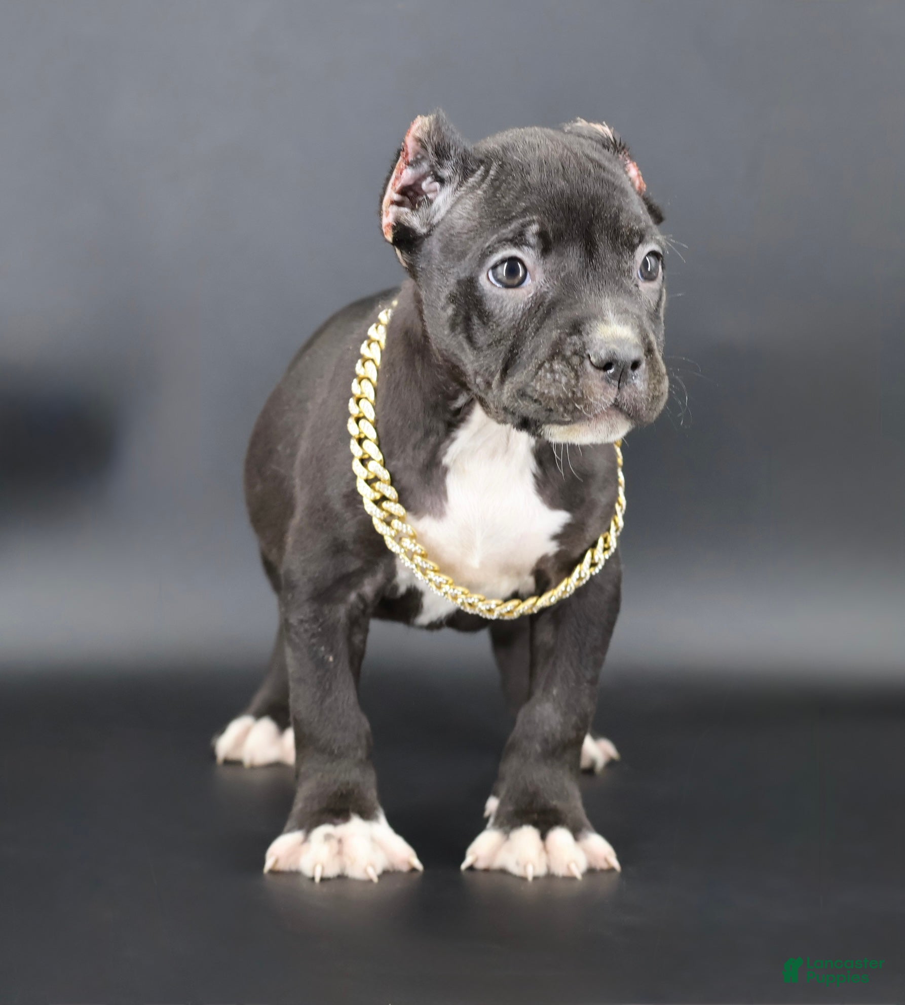 American Bully dogs Valentina - Ad 1