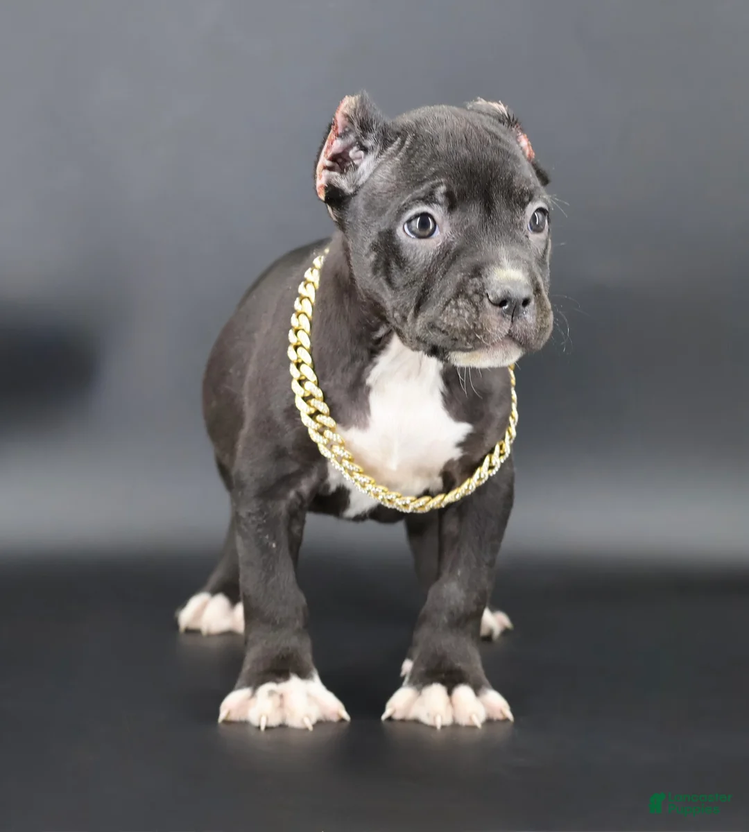 American Bully dogs for sale: Valentina - Ad 1