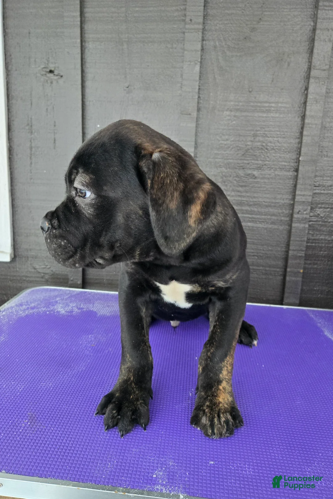 Cane Corso dogs for sale: ICCF Luigi  - Ad 5