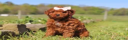 Mini Goldendoodle dogs for sale: Willow - Ad 2