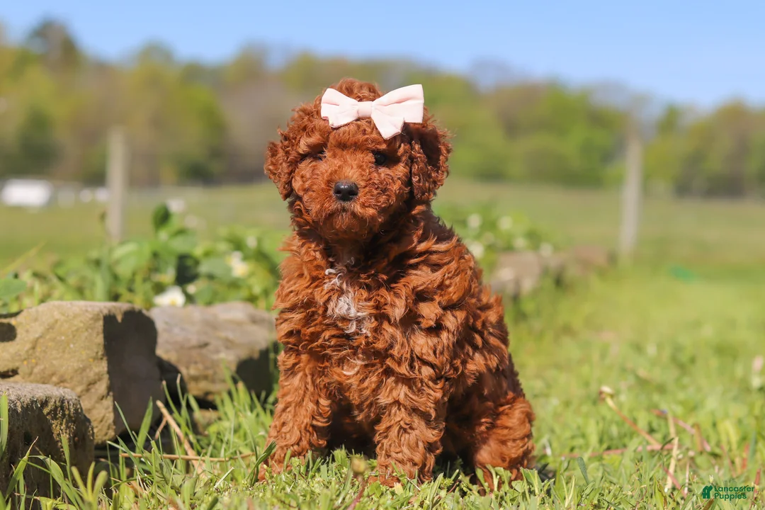 Mini Goldendoodle dogs for sale: Willow - Ad 2