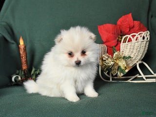 Pomeranian dogs Rosa - Ad 37