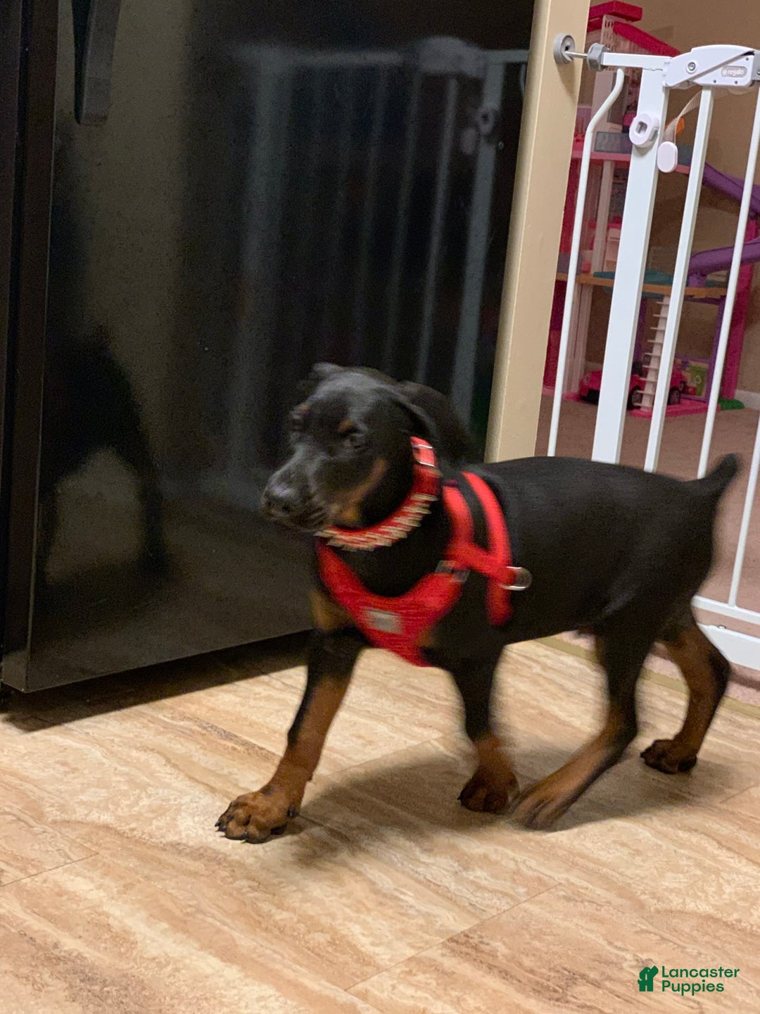 Gallery Image {{count}}