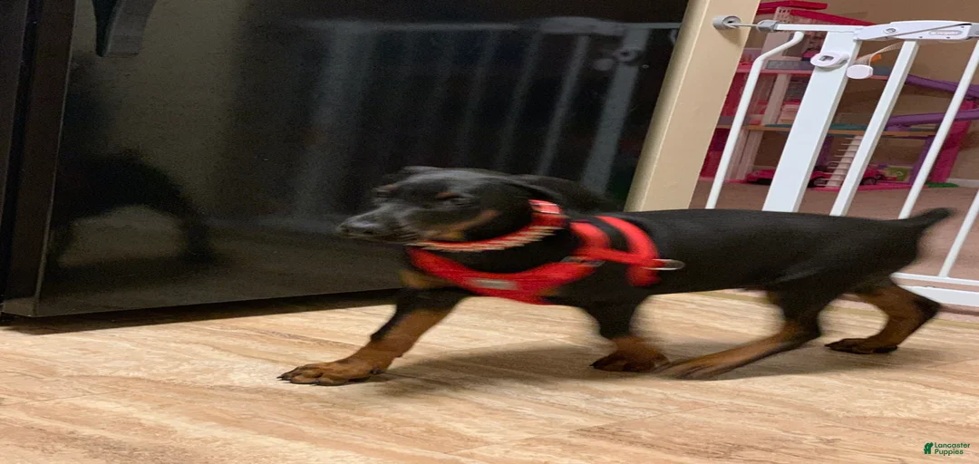 Gallery Image {{count}}