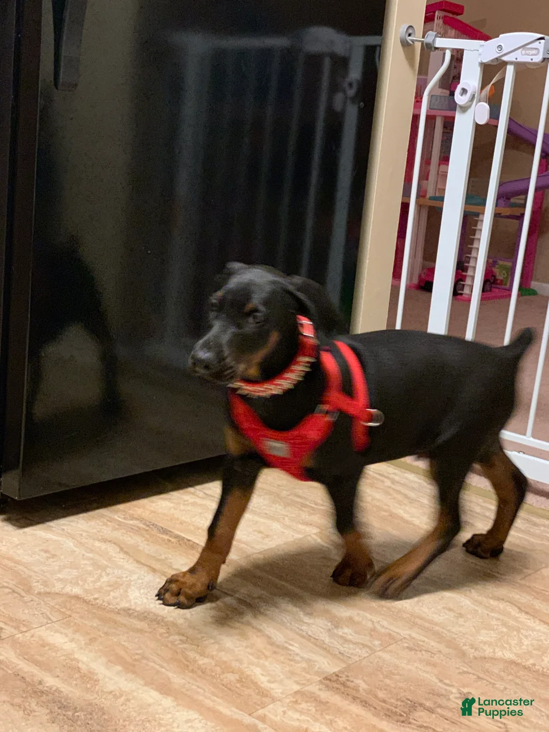 Gallery Image {{count}}