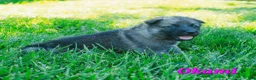 Mixed Breed dogs for sale: Okami - Ad 2