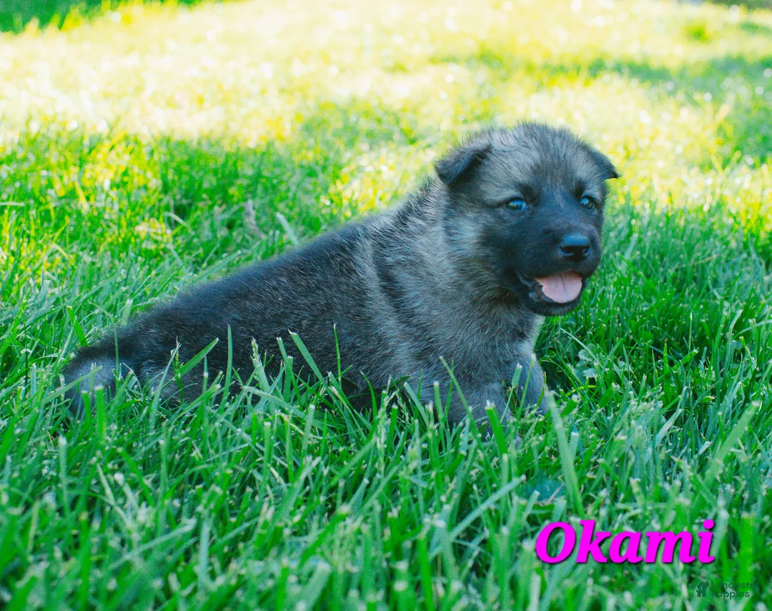 Mixed Breed dogs for sale: Okami - Ad 2