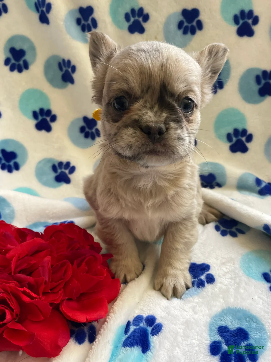 French Bulldog dogs for sale: Viva LONG HAIRED - Ad 2