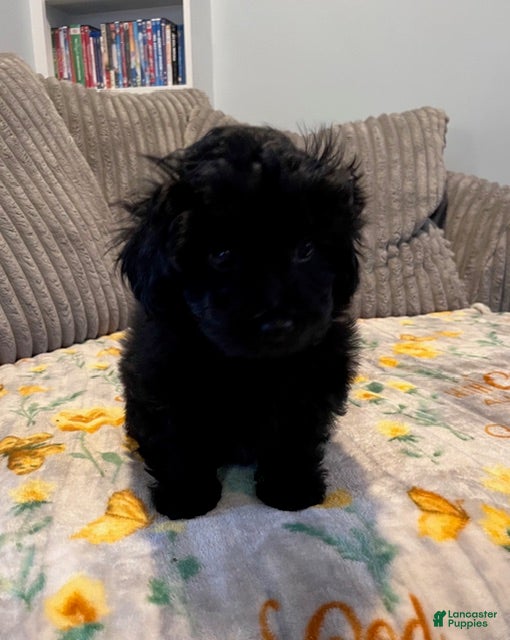 Pomapoo dogs MistleToe - Ad 28