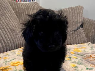 Pomapoo dogs MistleToe - Ad 20