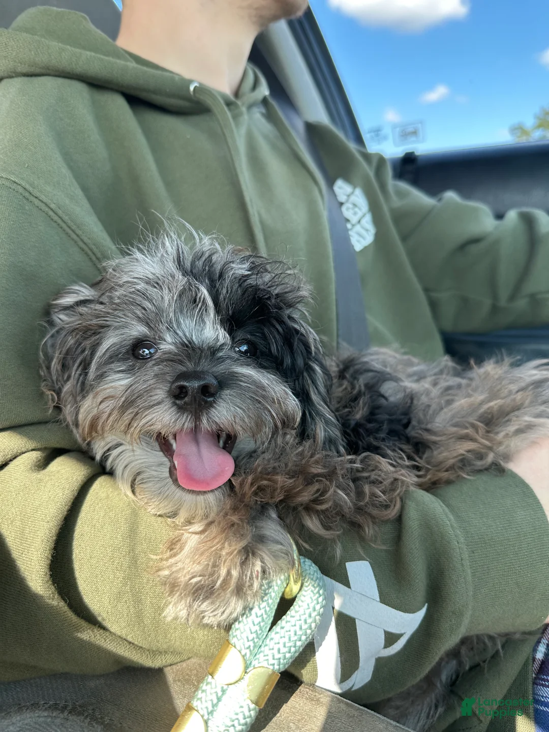 Cavapoo dogs for stud: TINY DOG - Ad 3