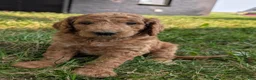 Goldendoodle dogs for sale: Rusty  - Ad 3
