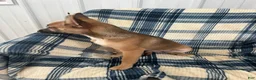 Chihuahua dogs for sale: Chihuahua  SCOTTY Boy - Ad 3