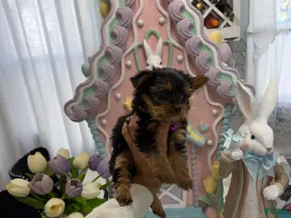 Yorkshire Terrier dogs Teacup faith - Ad 18