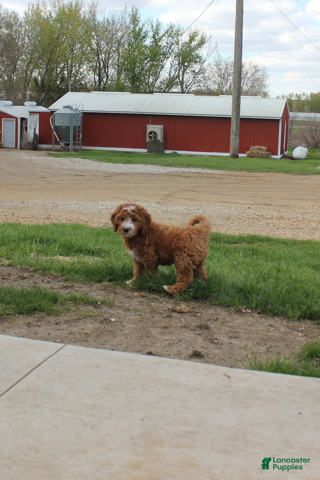 Cavapoo dogs for sale: Poppy - Ad 3