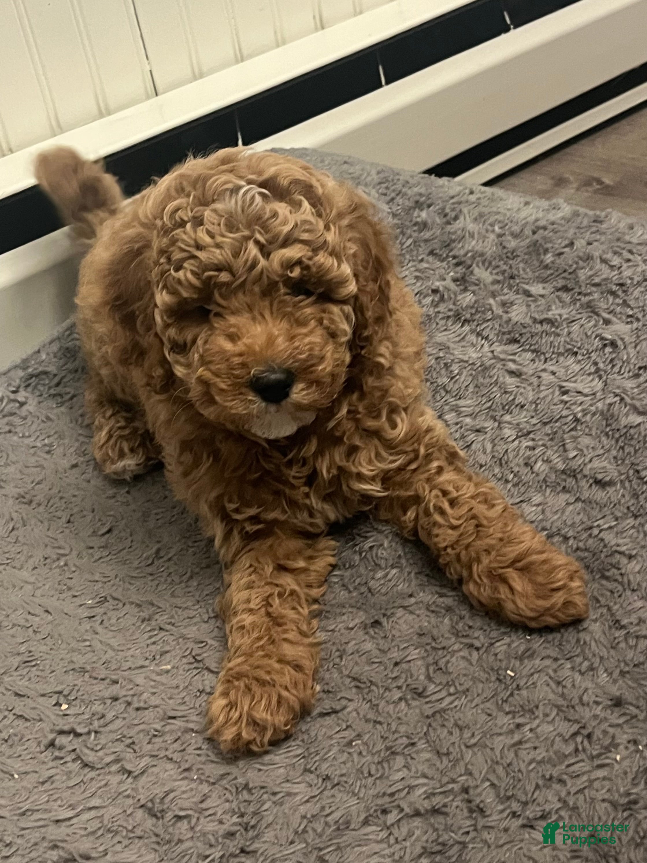 Mini Goldendoodle dogs Maize - Ad 3