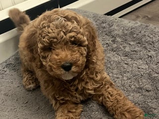 Mini Goldendoodle dogs Maize - Ad 3