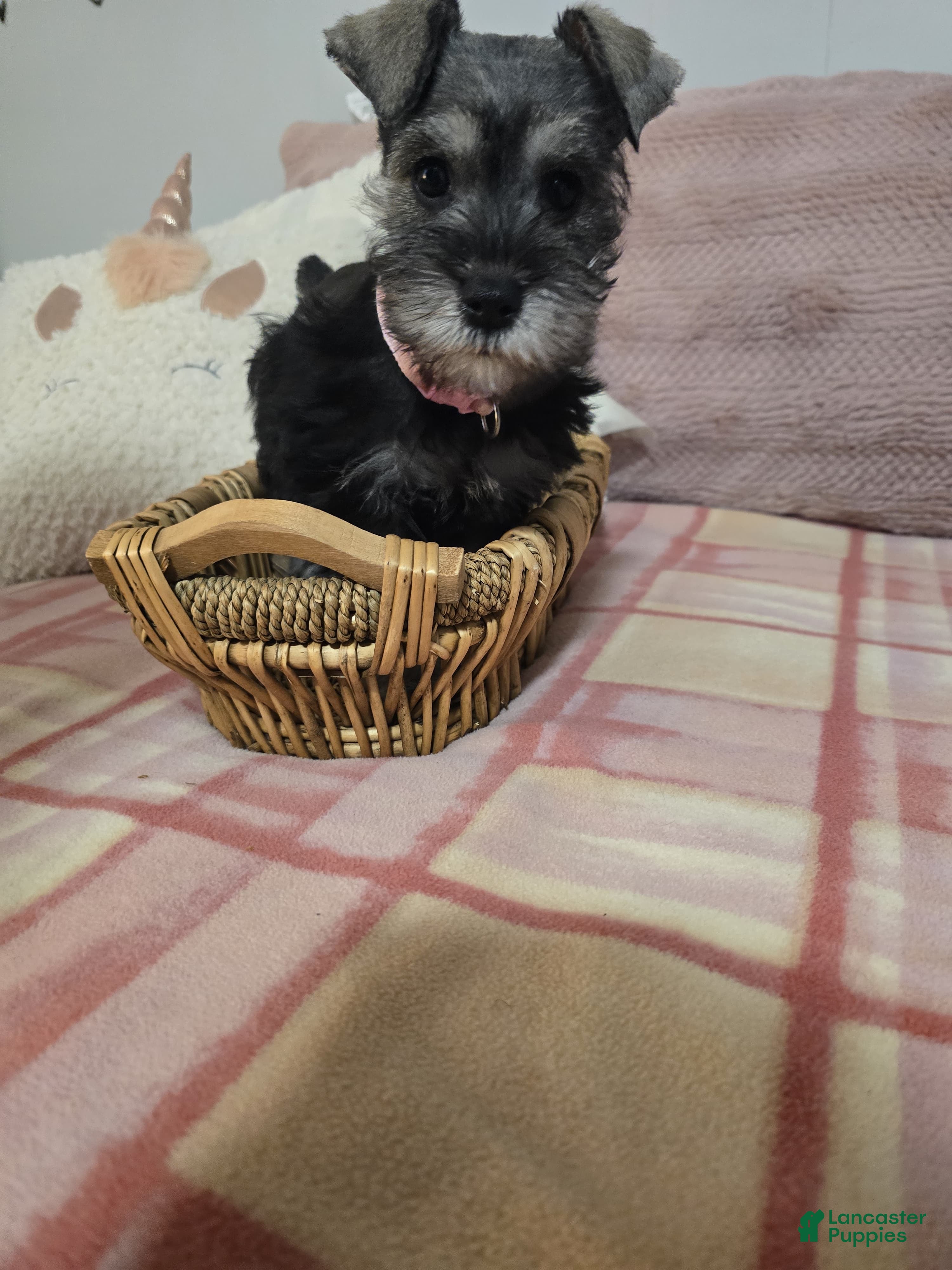 Mixed Breed dogs Mixed Breed Puppy 4 - Ad 16