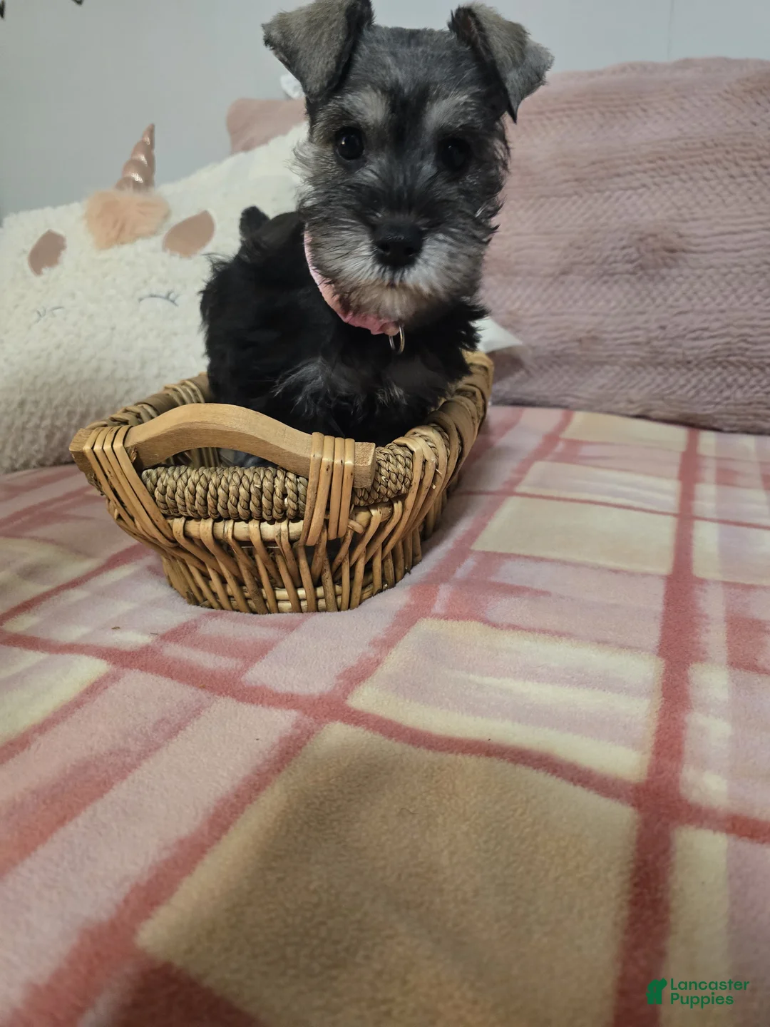 Mixed Breed dogs for sale: Mixed Breed Puppy 4 - Ad 1