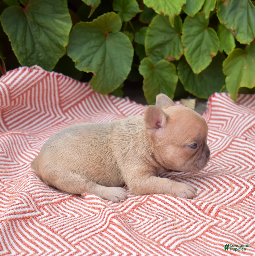 French Bulldog dogs for sale: Pumpkin - Ad 6