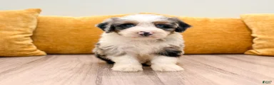 Hugo