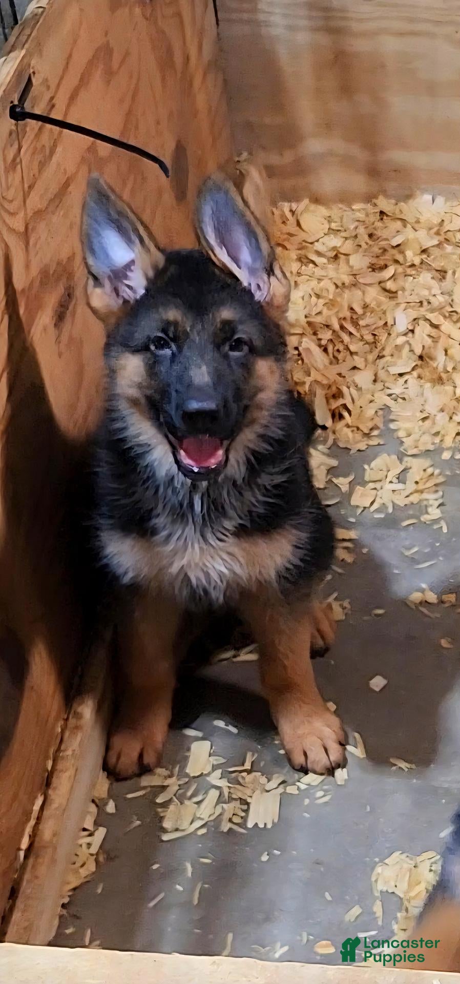 German Shepherd dogs for sale: Miss Orange  - Ad 2