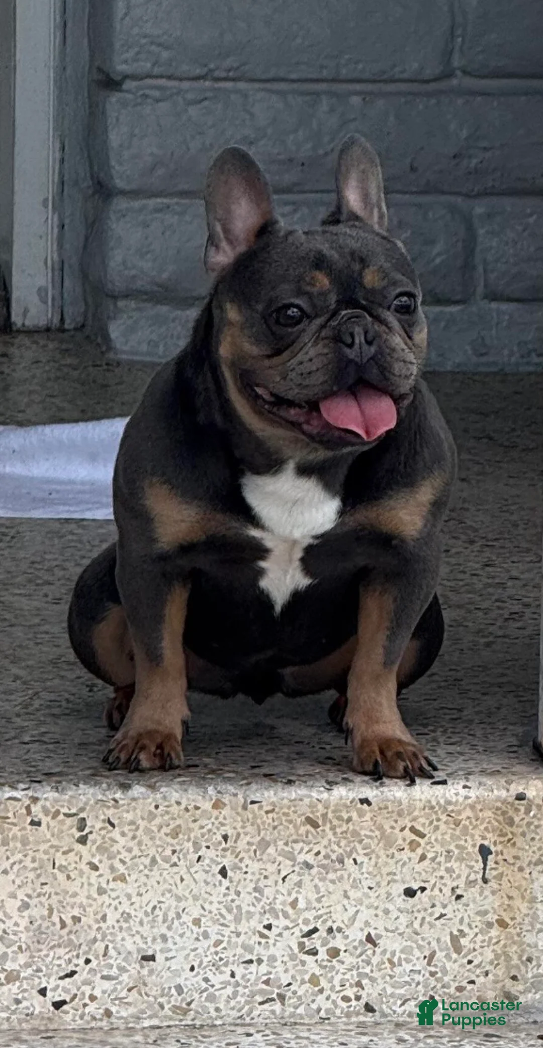 French Bulldog dogs for sale: Tiny - Ad 5