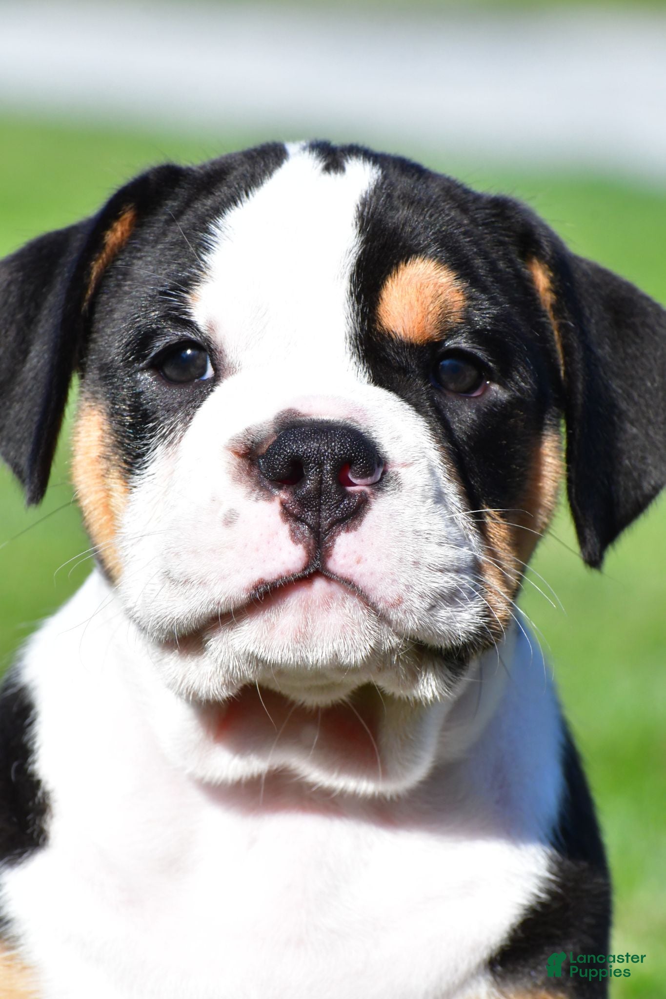 Beabull dogs Oscar - Ad 1