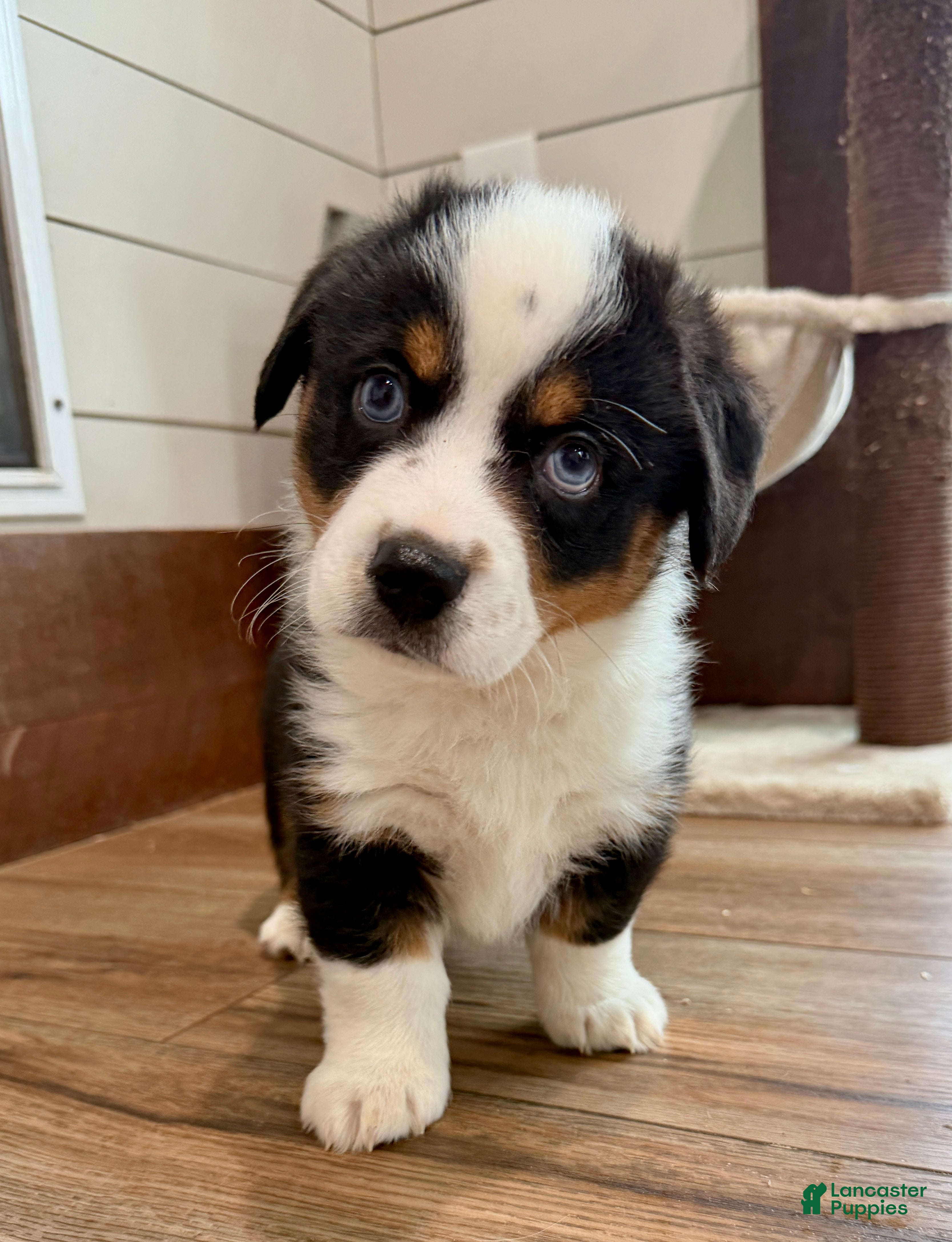 Mixed Breed dogs Buzz - Ad 41