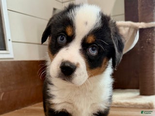 Mixed Breed dogs Buzz - Ad 36