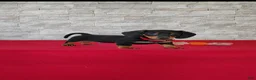 Miniature Dachshund dogs for sale: Tameron - Ad 7