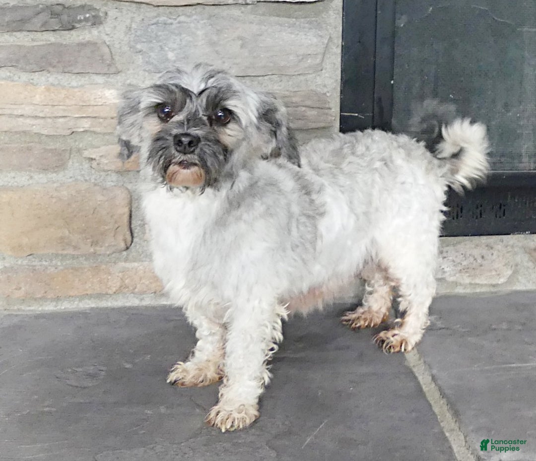 Havanese dogs for sale: TATUM - Ad 5