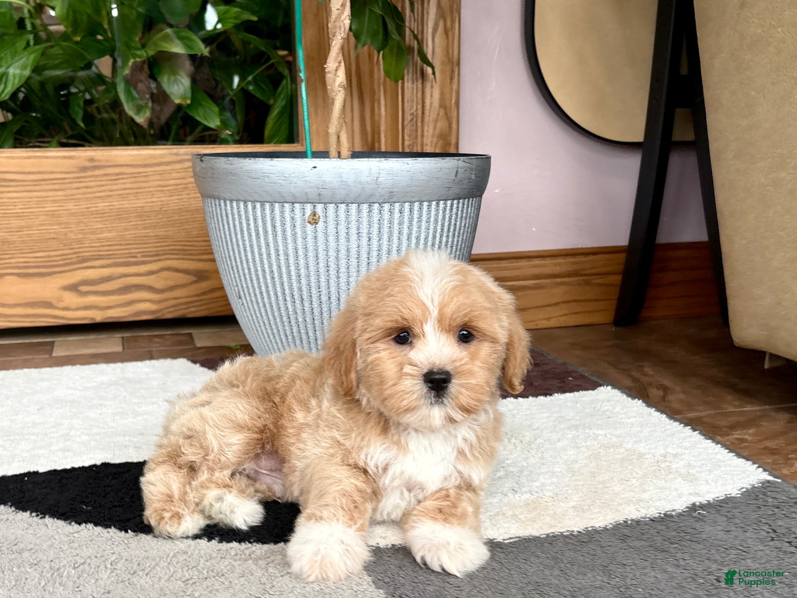 Mixed Breed dogs Lhatese boy 1 - Ad 1