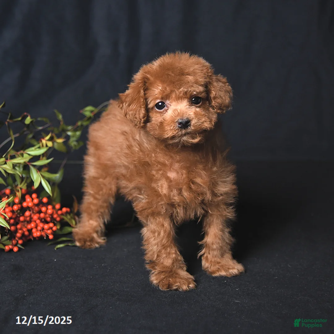 Toy Poodle dogs for sale: Asher - Ad 3