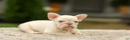 French Bulldog dogs for sale: Ace - Platinum - Ad 7