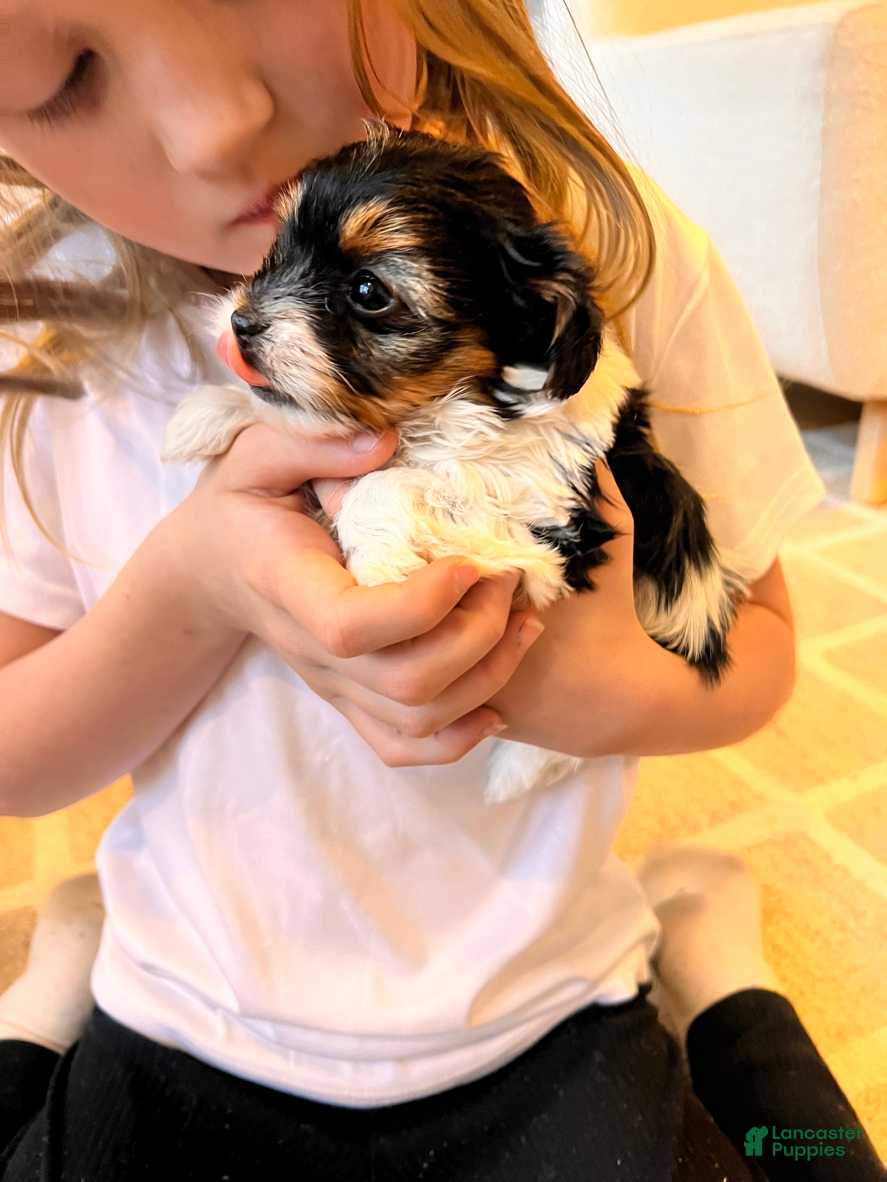 Morkie dogs Isla - Ad 2