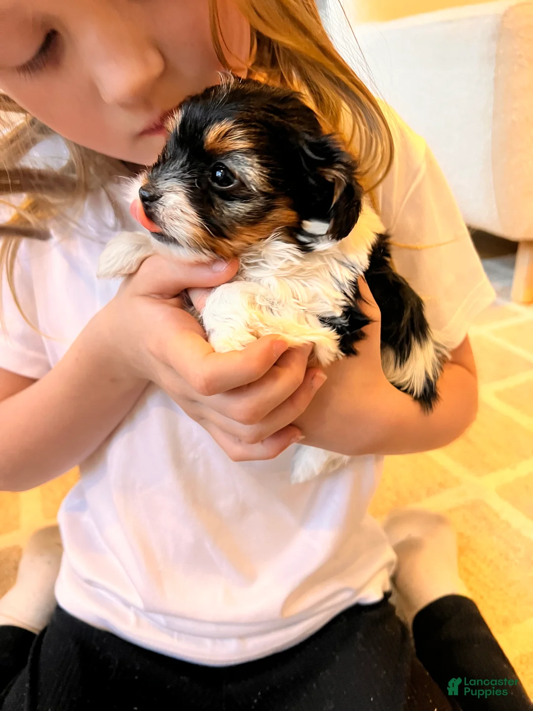 Morkie dogs for sale: Isla - Ad 2
