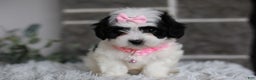 Maltipoo dogs for sale: Bonnie - Ad 14