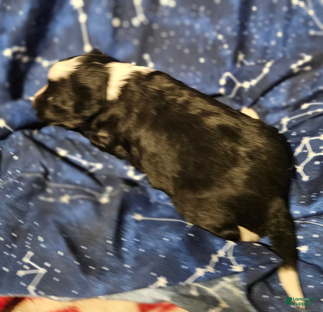 Border Collie dogs for sale: Kumba (Call-Text) - Ad 8