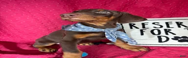 Duke