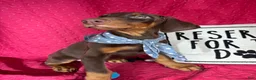 Doberman Pinscher dogs for sale: Duke - Ad 1
