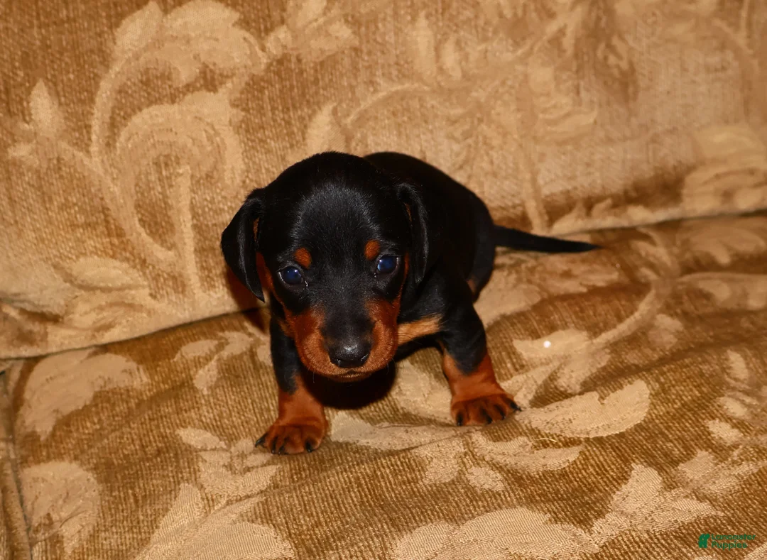 Miniature Dachshund dogs for sale: Milo - Ad 8