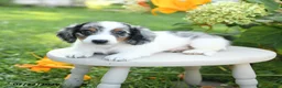 Miniature Dachshund dogs for sale: Parker - Ad 3