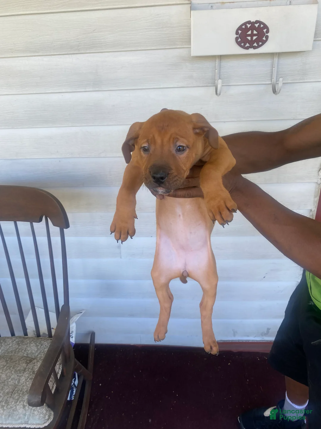 American Pit Bull Terrier dogs for sale: Sassy - Ad 2