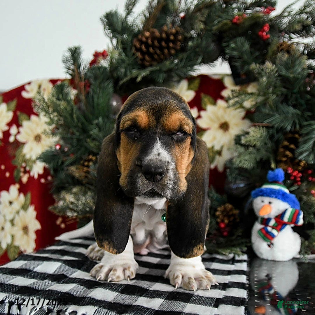 Basset Hound dogs for sale: Fido - Ad 4