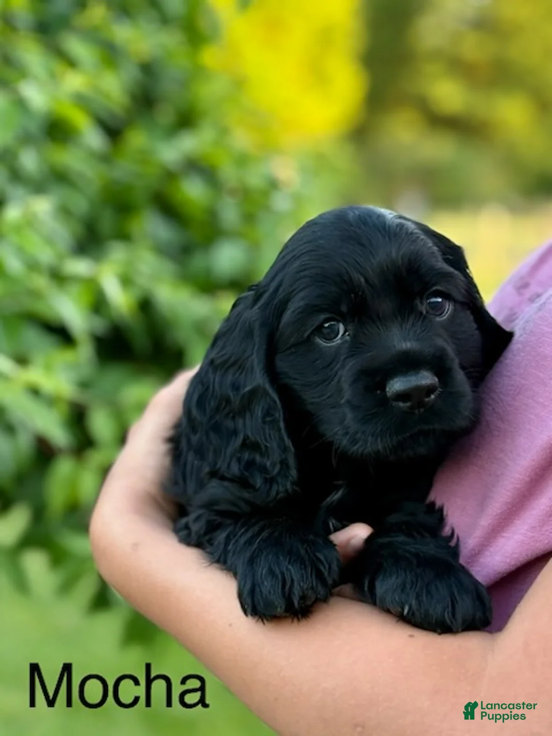 Cocker Spaniel dogs for sale: Mocha - Ad 1