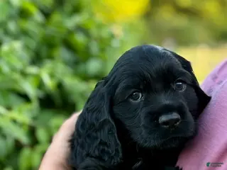 Cocker Spaniel dogs Mocha - Ad 10