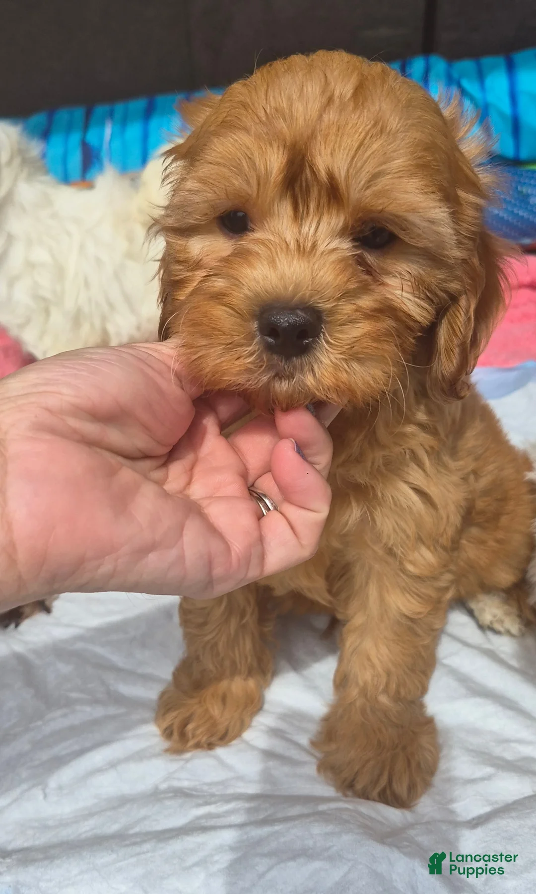 Cavapoo dogs for sale: Cavapoo Puppy 1 - Ad 1